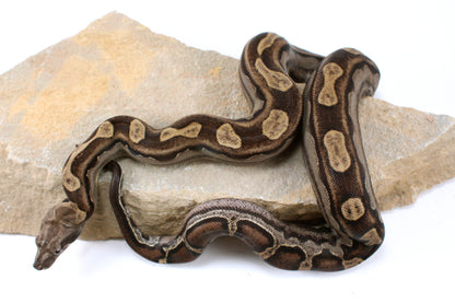 Motley Colombian Boa