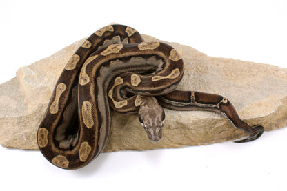 Motley Colombian Boa