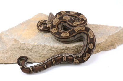 Motley Colombian Boa