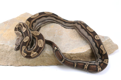 Motley Colombian Boa
