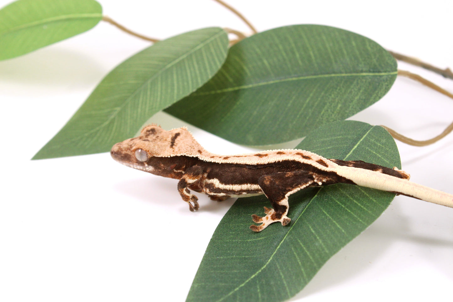 High Contrast Lily White Crested Gecko
