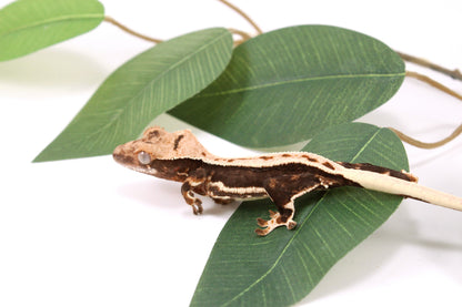 High Contrast Lily White Crested Gecko
