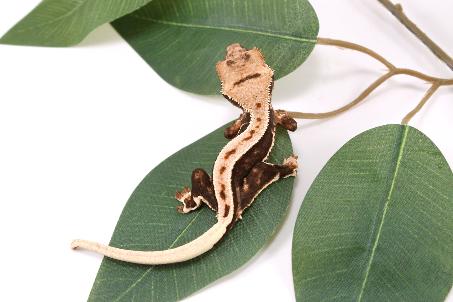 High Contrast Lily White Crested Gecko