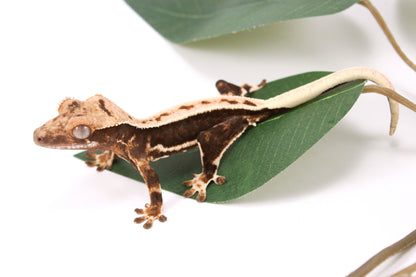 High Contrast Lily White Crested Gecko