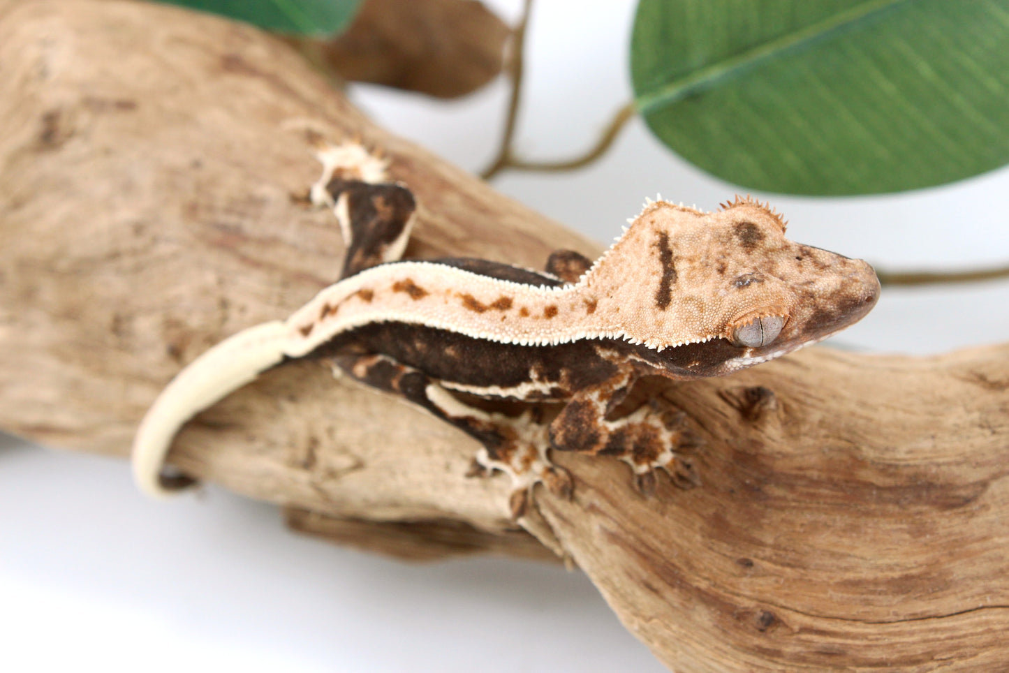 High Contrast Lily White Crested Gecko
