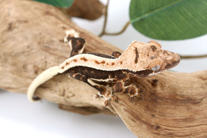High Contrast Lily White Crested Gecko