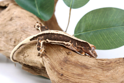High Contrast Lily White Crested Gecko