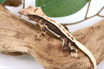 High Contrast Lily White Crested Gecko