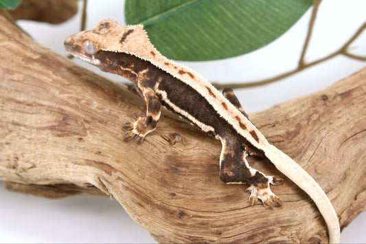 High Contrast Lily White Crested Gecko