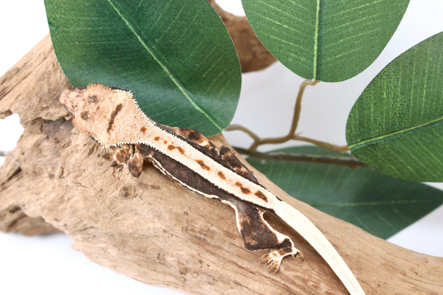 High Contrast Lily White Crested Gecko