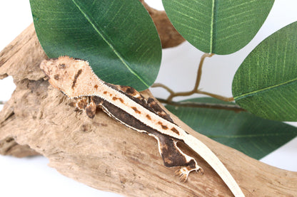 High Contrast Lily White Crested Gecko