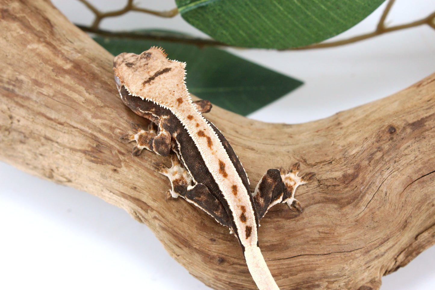 High Contrast Lily White Crested Gecko