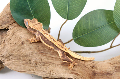 Tangerine Lily White Crested Gecko