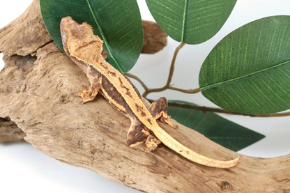 Tangerine Lily White Crested Gecko