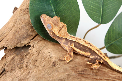 Tangerine Lily White Crested Gecko