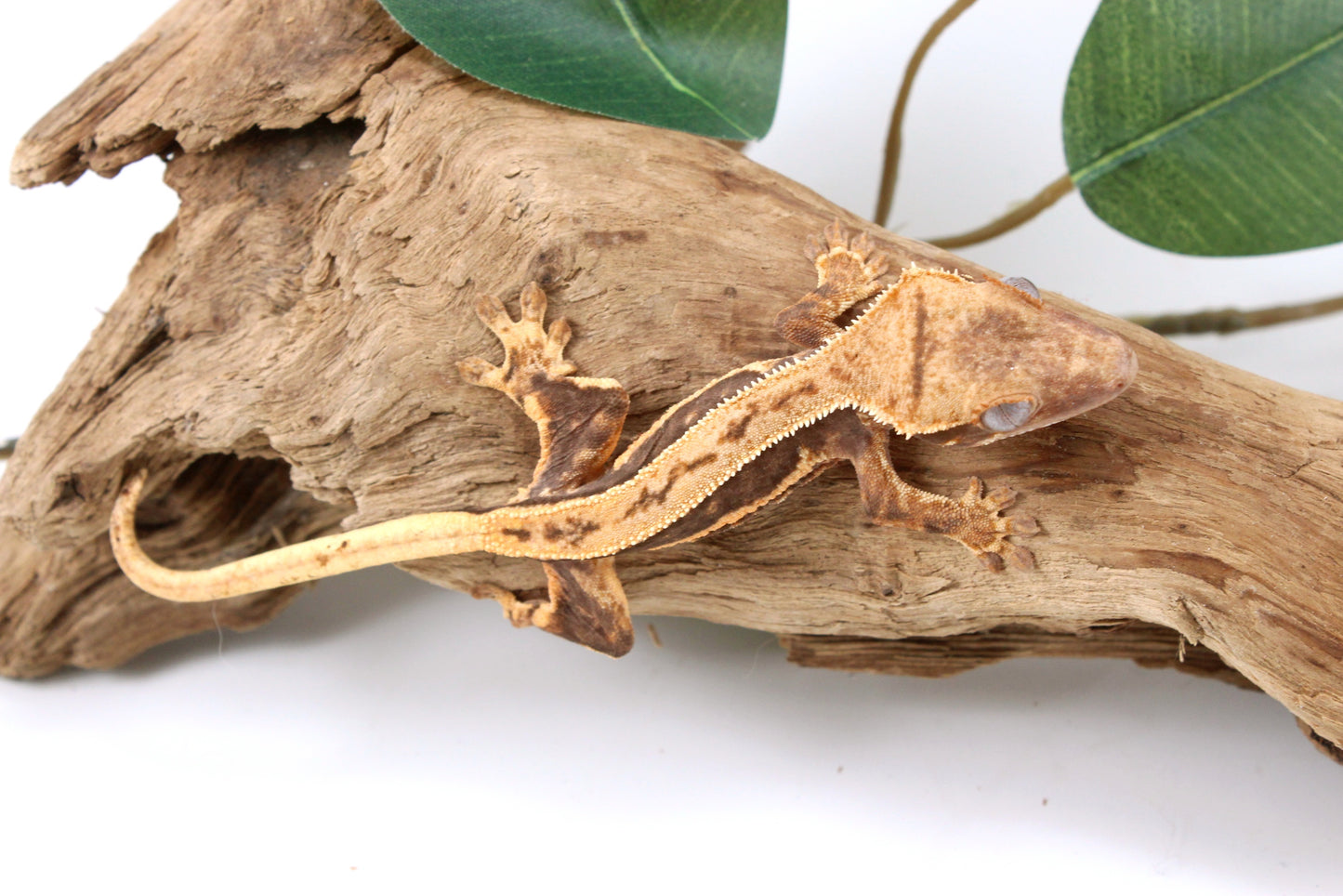 Tangerine Lily White Crested Gecko