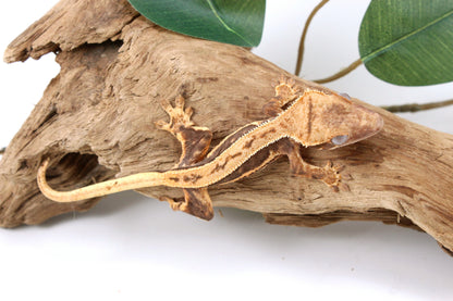 Tangerine Lily White Crested Gecko