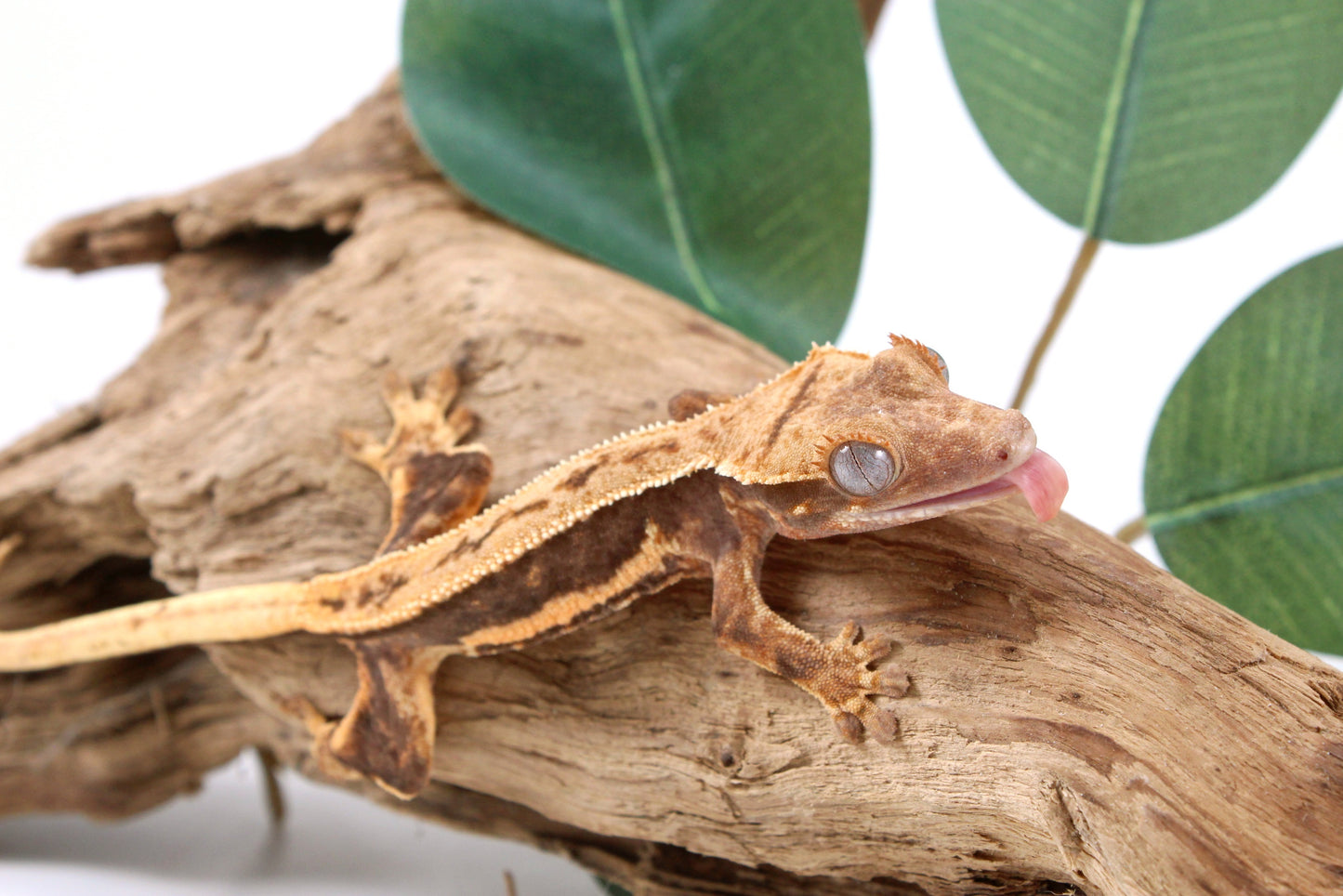 Tangerine Lily White Crested Gecko