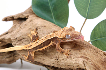 Tangerine Lily White Crested Gecko