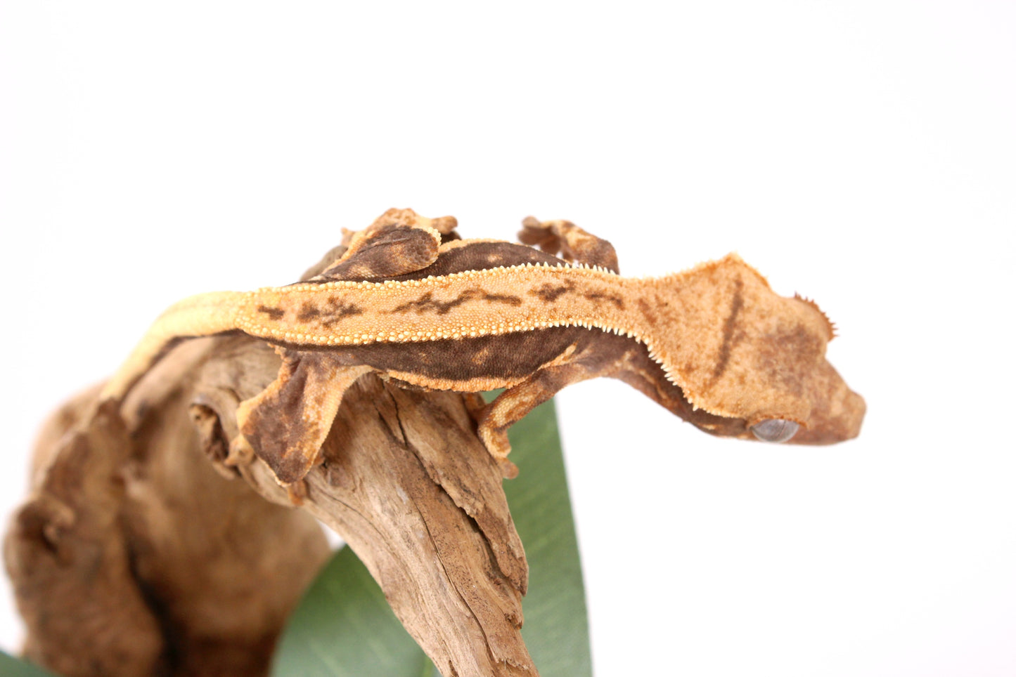 Tangerine Lily White Crested Gecko
