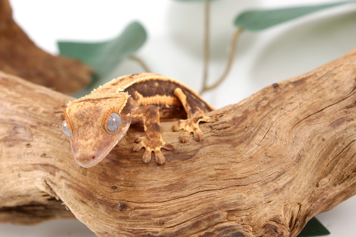 Tangerine Lily White Crested Gecko