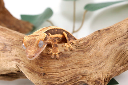 Tangerine Lily White Crested Gecko