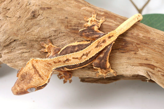 Tangerine Lily White Crested Gecko
