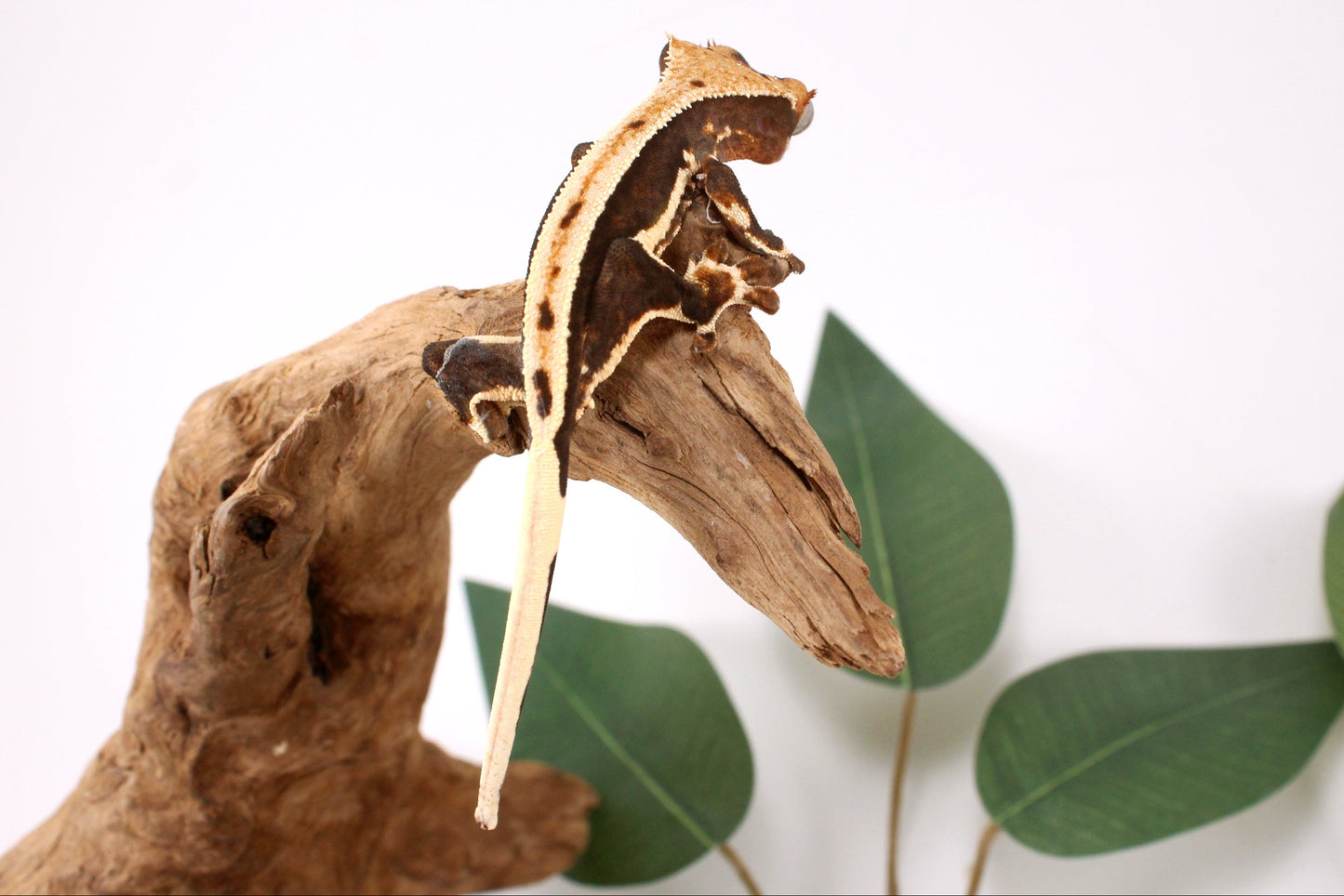 Chocolate Lily White Crested Gecko