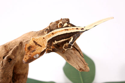 Chocolate Lily White Crested Gecko