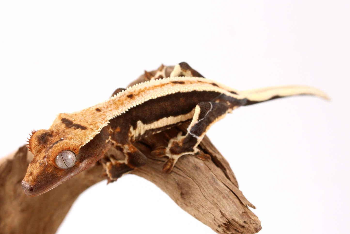 Chocolate Lily White Crested Gecko