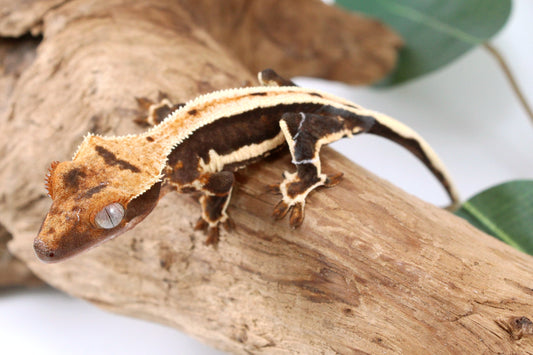 Chocolate Lily White Crested Gecko