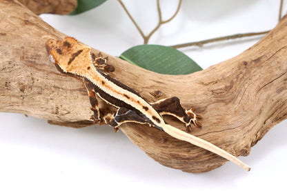 Chocolate Lily White Crested Gecko