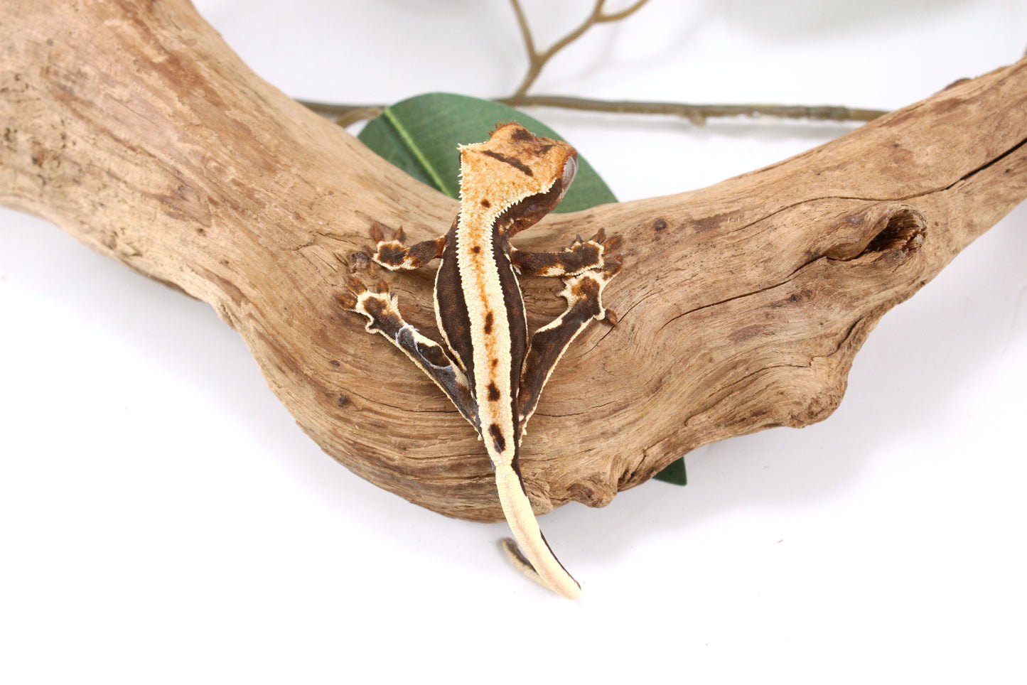 Chocolate Lily White Crested Gecko