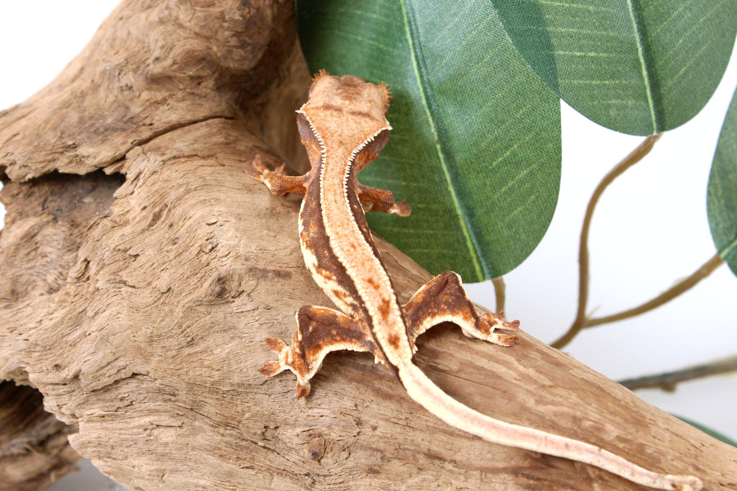Tricolor Lily White Crested Gecko