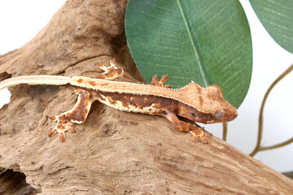 Tricolor Lily White Crested Gecko
