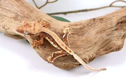 Tricolor Lily White Crested Gecko