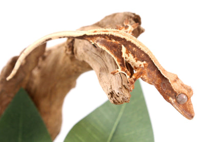 Tricolor Lily White Crested Gecko