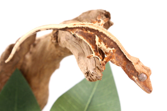 Tricolor Lily White Crested Gecko