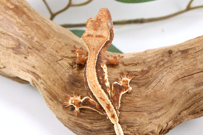 Tricolor Lily White Crested Gecko
