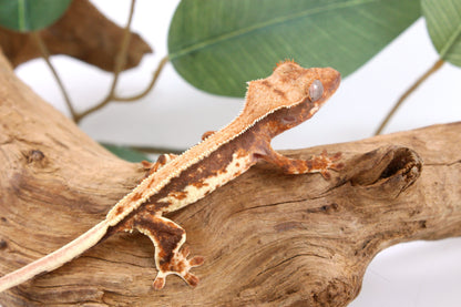 Tricolor Lily White Crested Gecko