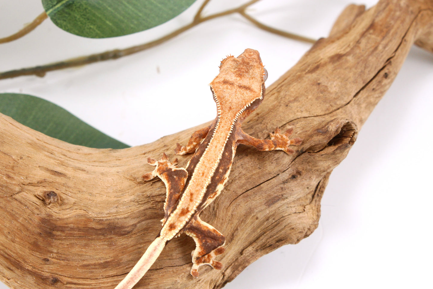 Tricolor Lily White Crested Gecko