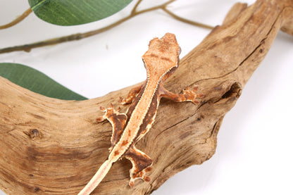 Tricolor Lily White Crested Gecko