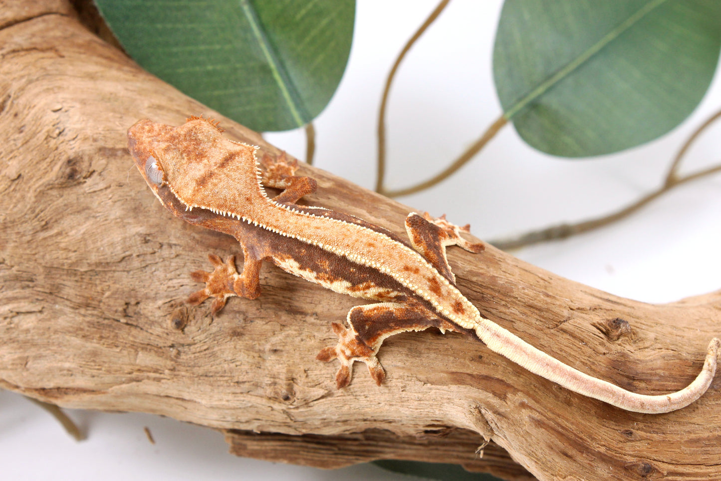Tricolor Lily White Crested Gecko