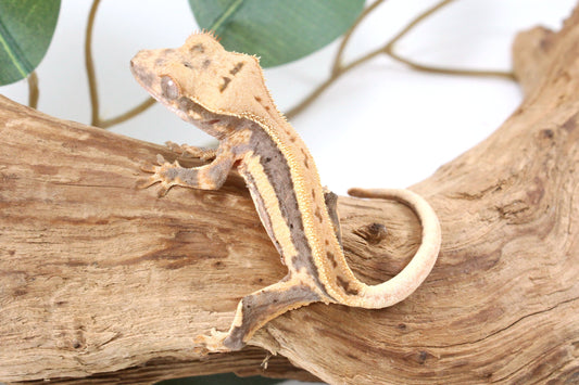 Lily White Crested Gecko