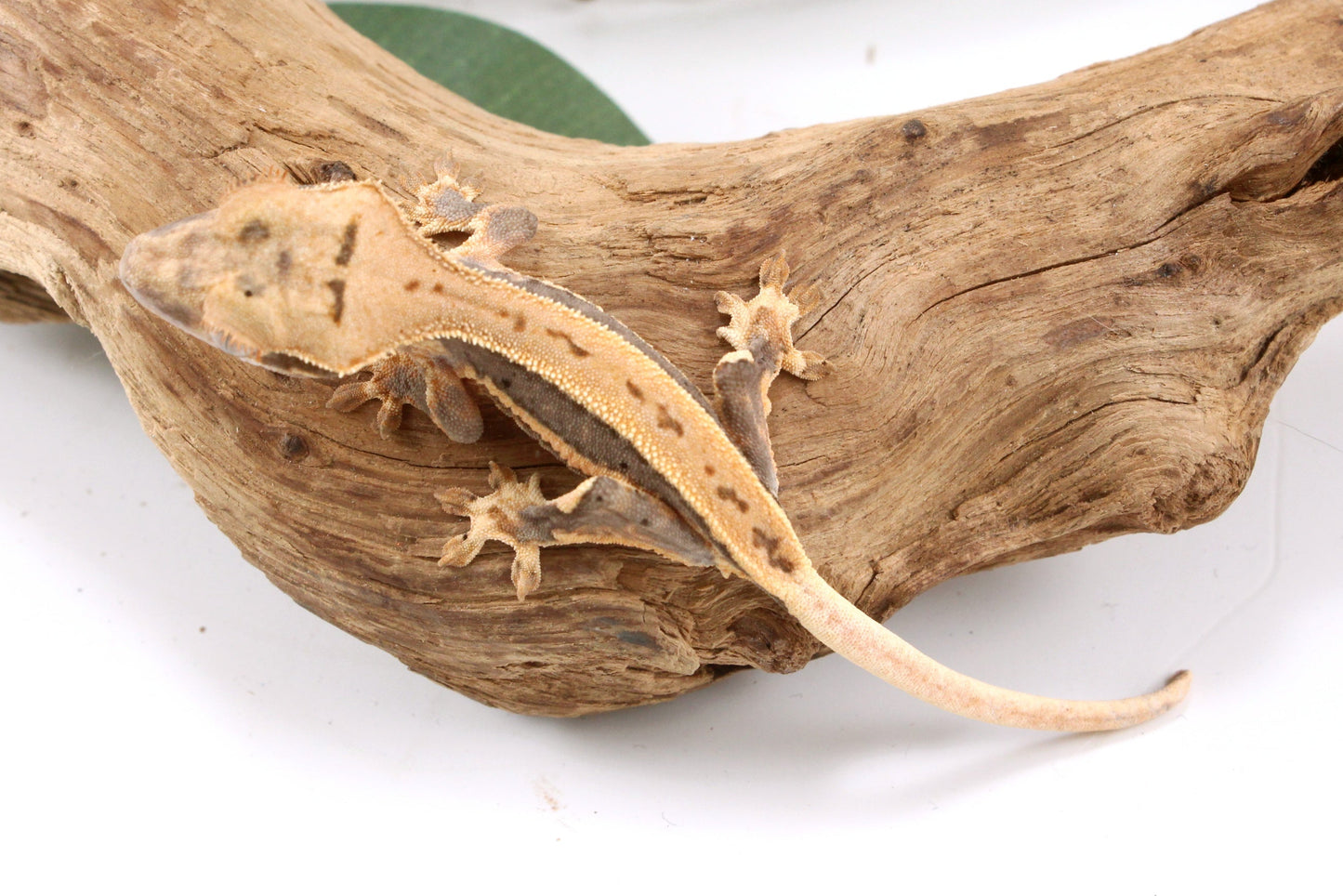 Lily White Crested Gecko