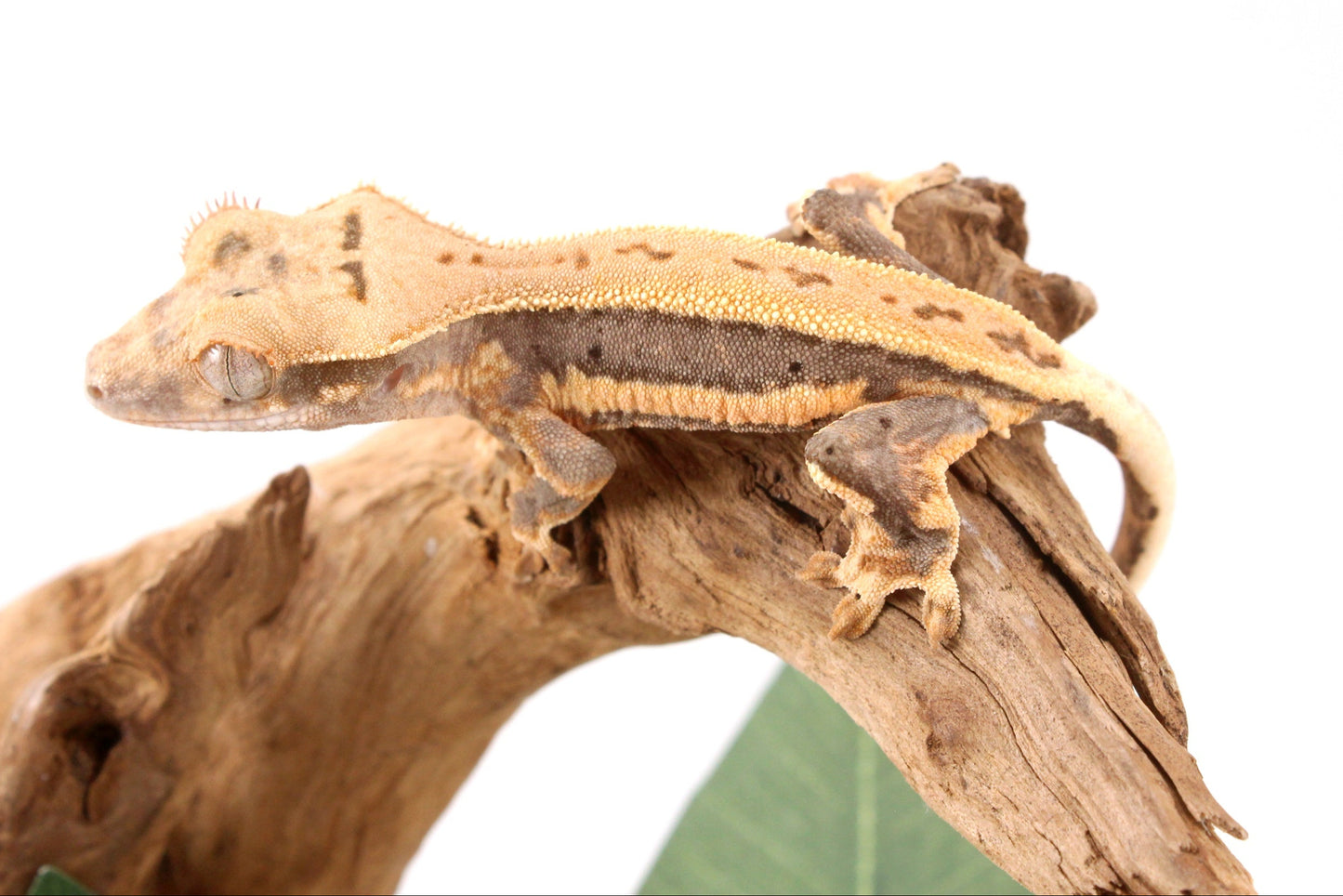 Lily White Crested Gecko