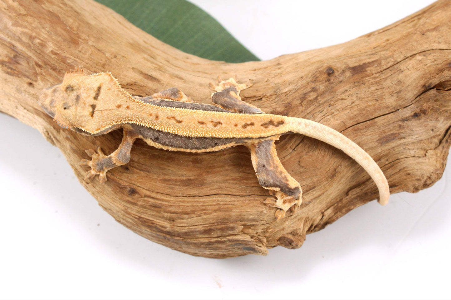 Lily White Crested Gecko
