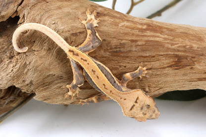 Lily White Crested Gecko