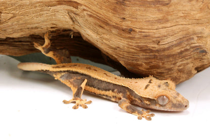 Lily White Crested Gecko