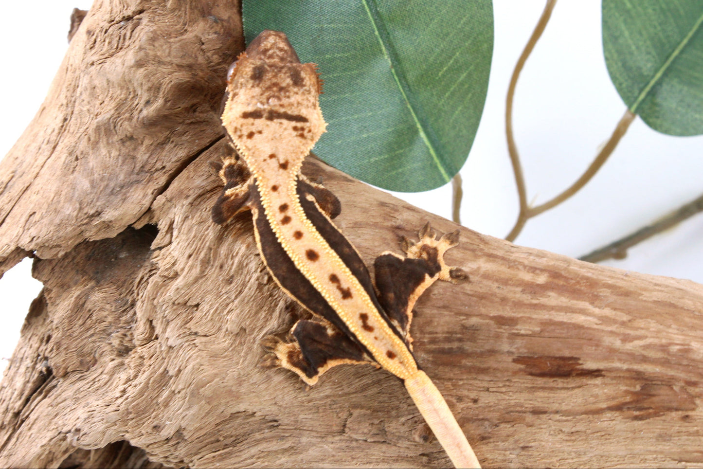 Chocolate Lily White Crested Gecko